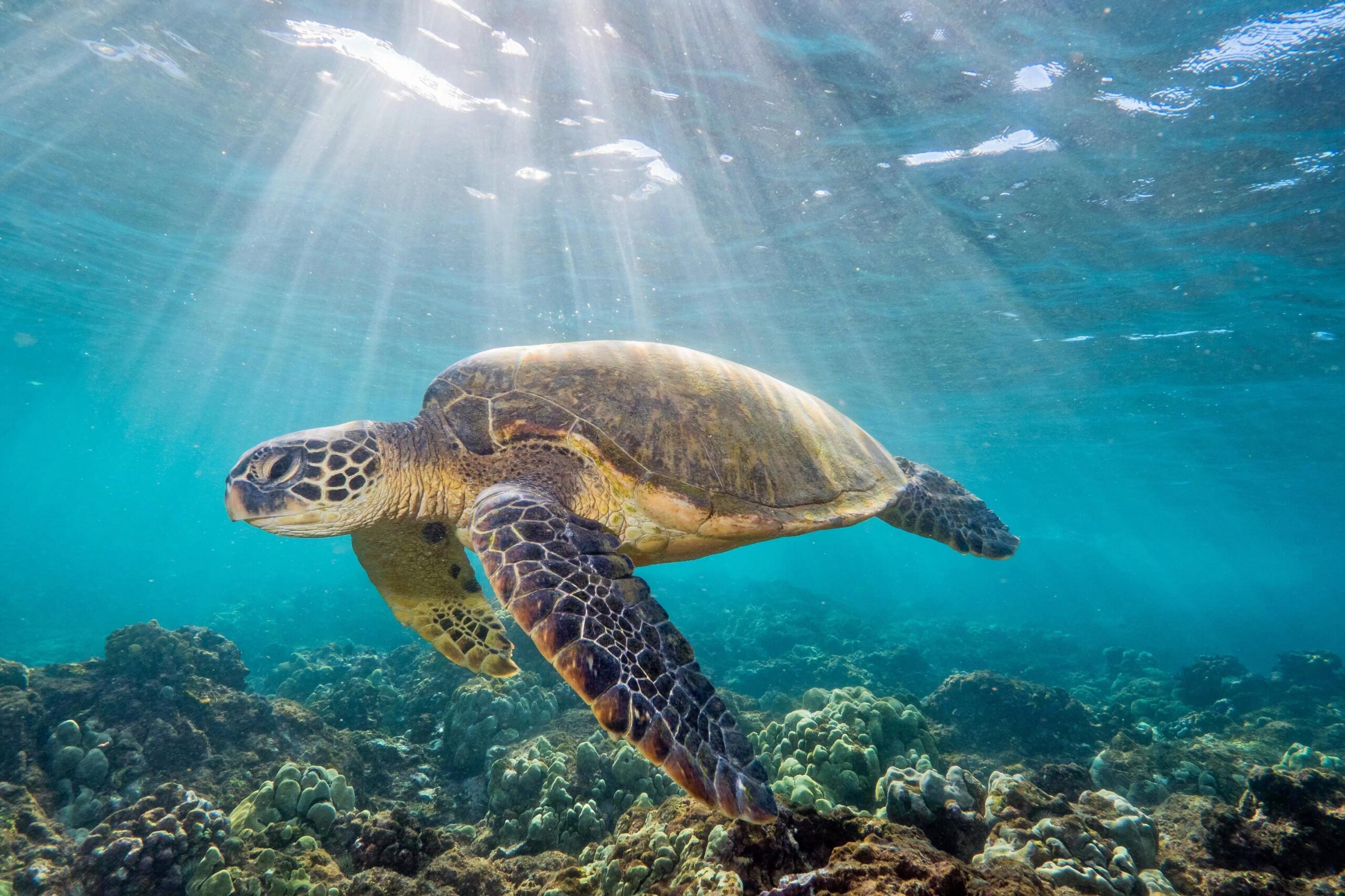 Unawatuna