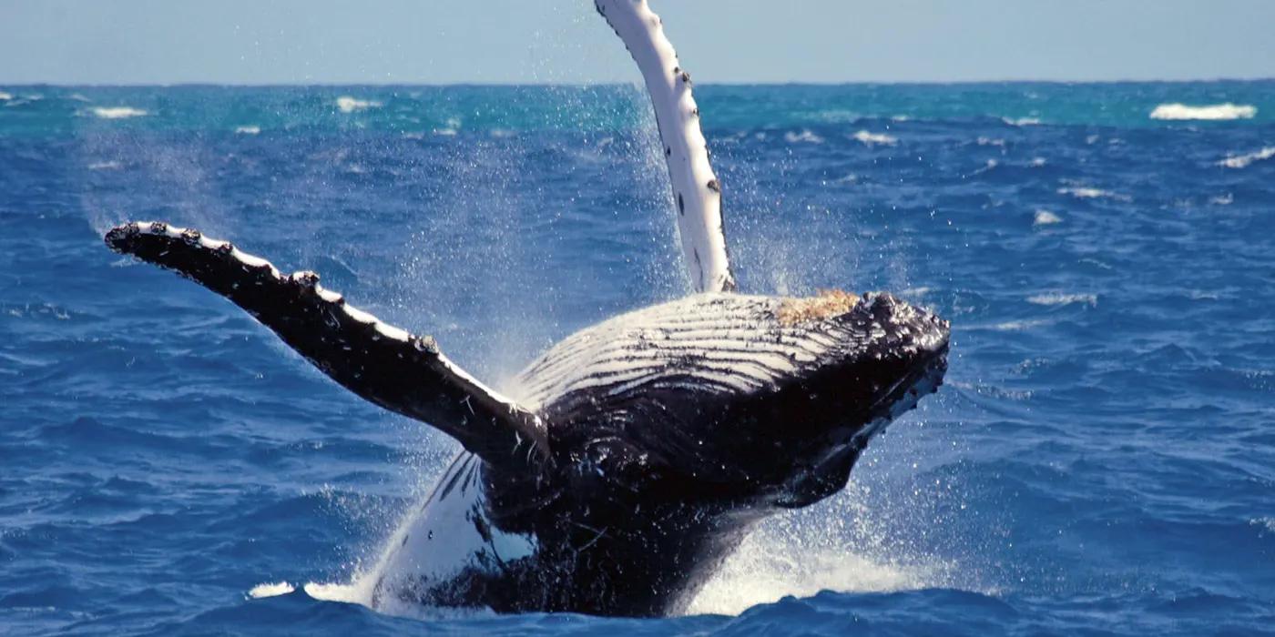 Whale watching