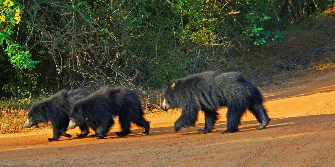 Yala National Park