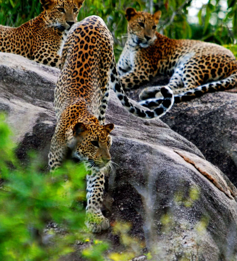 Wilpattu National Park